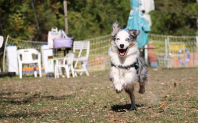 Classe baby agility pour ados