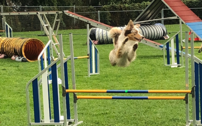Agility